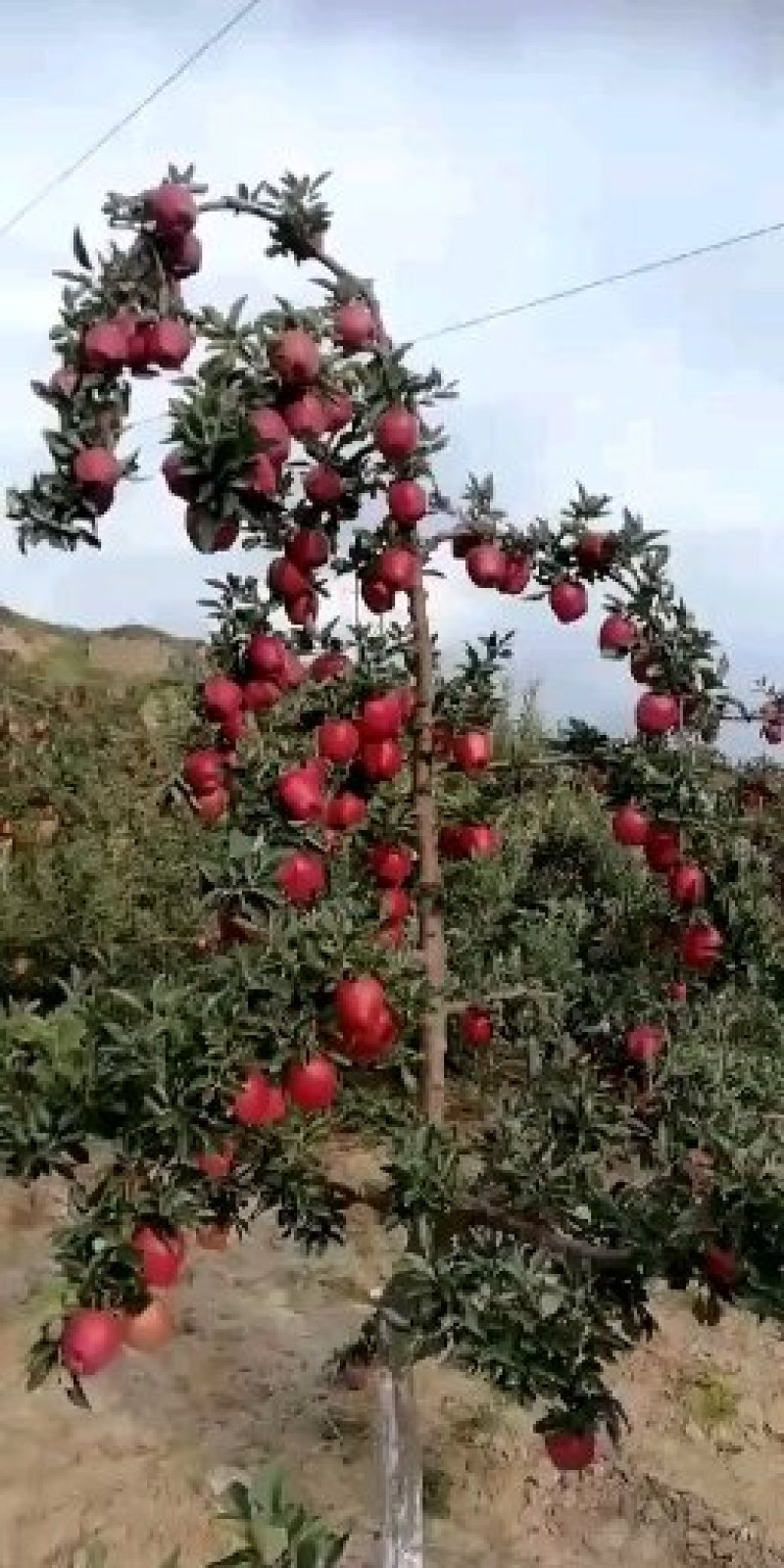 嘎啦苹果苗，马龙苹果苗，龙威苹果苗，保证品种纯度