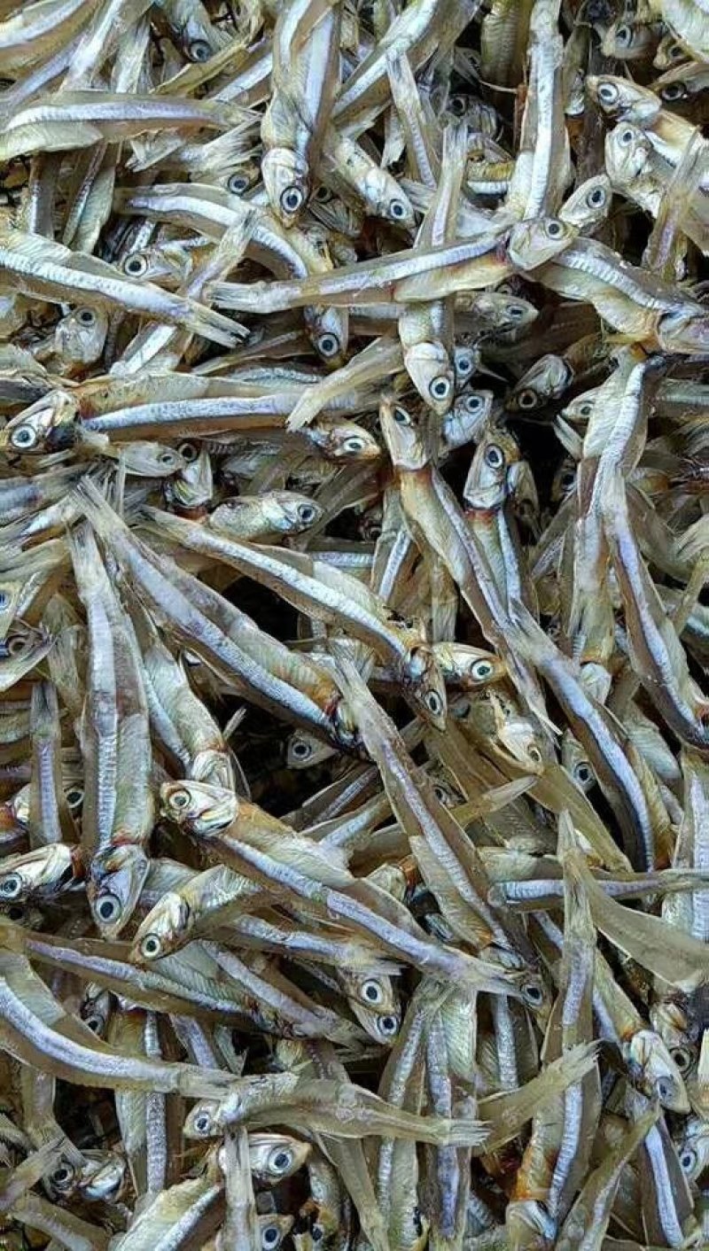 小鱼干餐条鱼深海天然小鱼干跑江湖小鱼仔