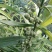 黄精种苗，四季不倒多花甜黄精种苗。质量保证欢迎采购