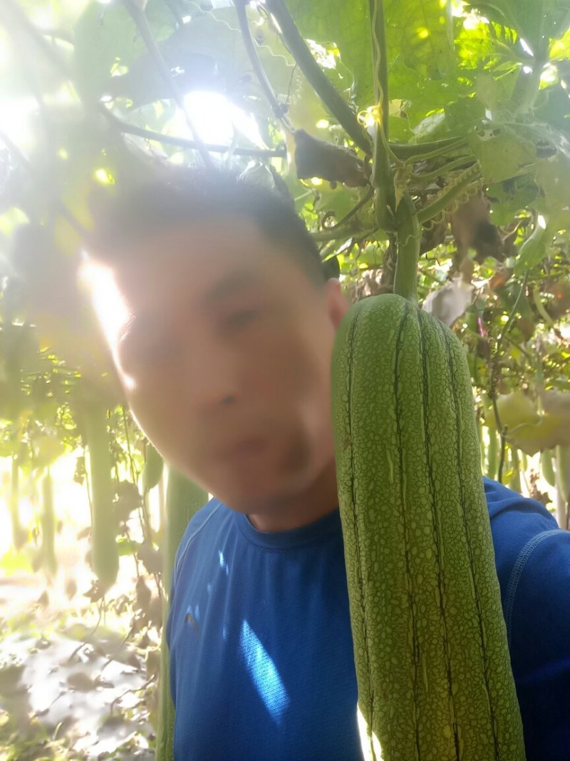 丝瓜络