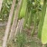 丝瓜络