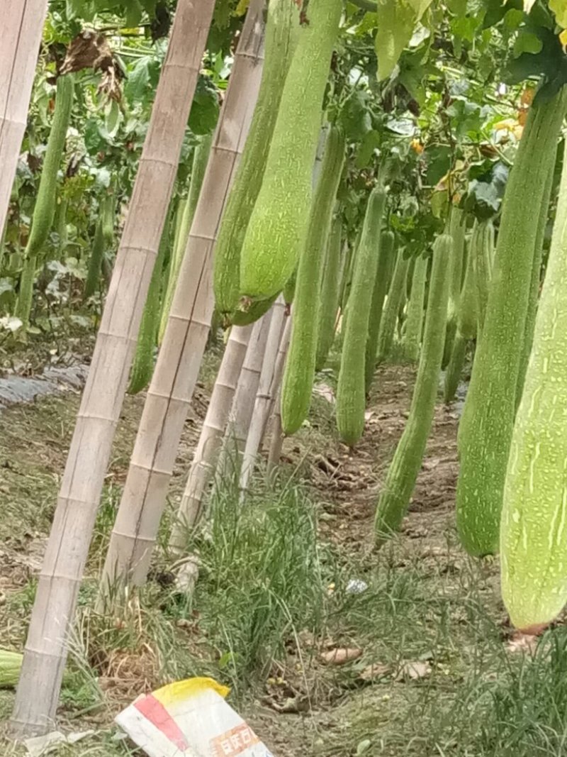 丝瓜络