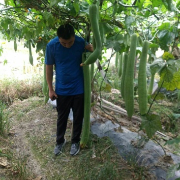 丝瓜络