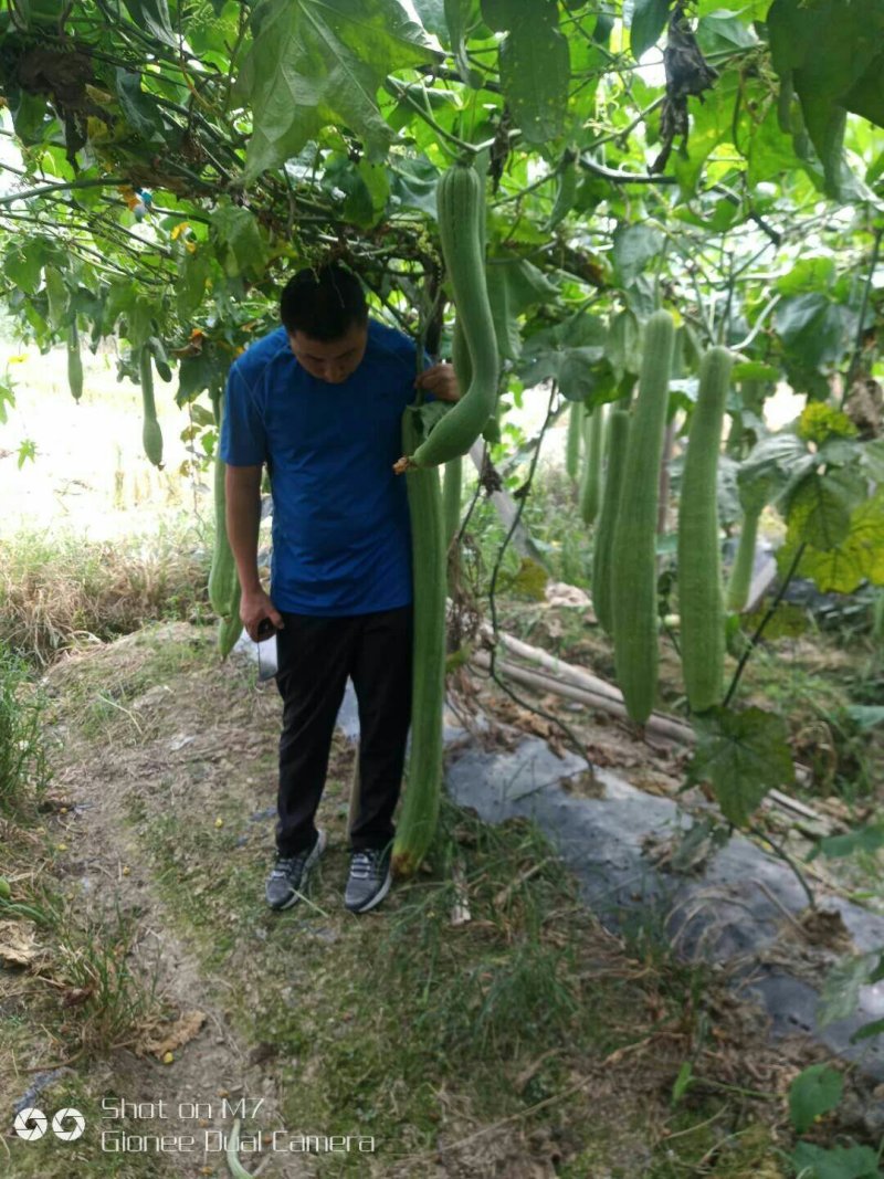 丝瓜络