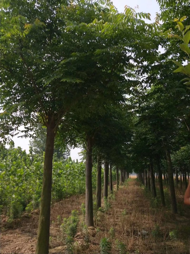 栾树