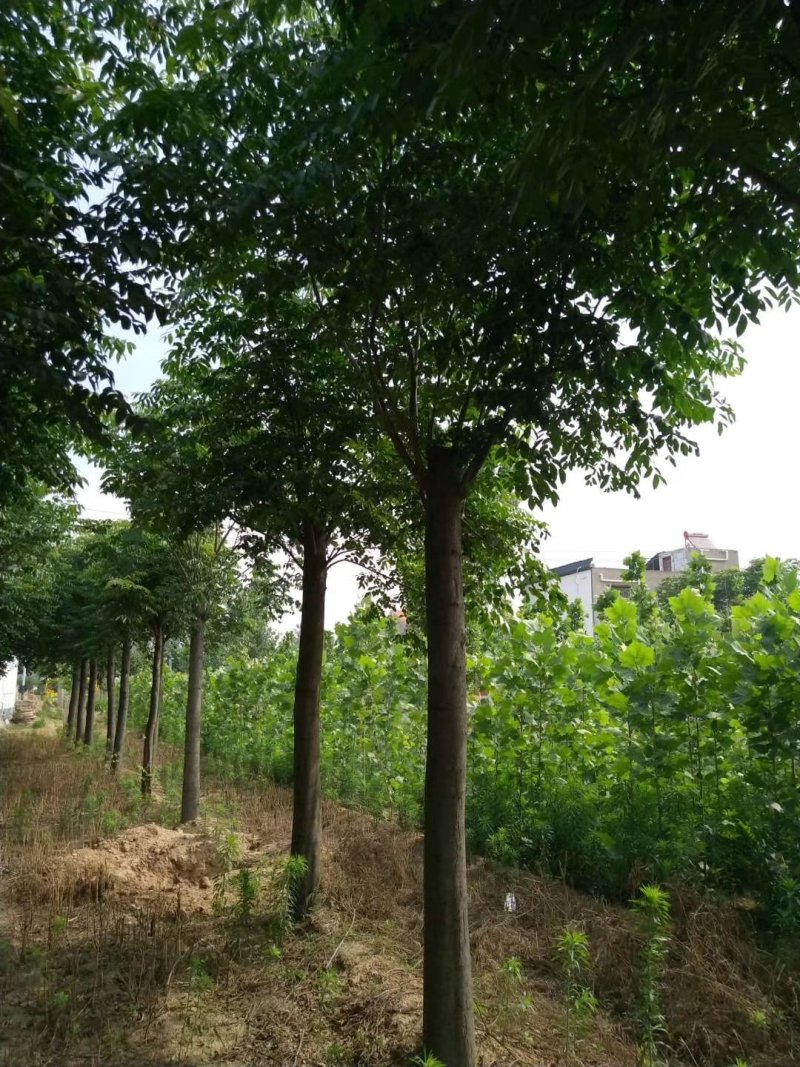 栾树