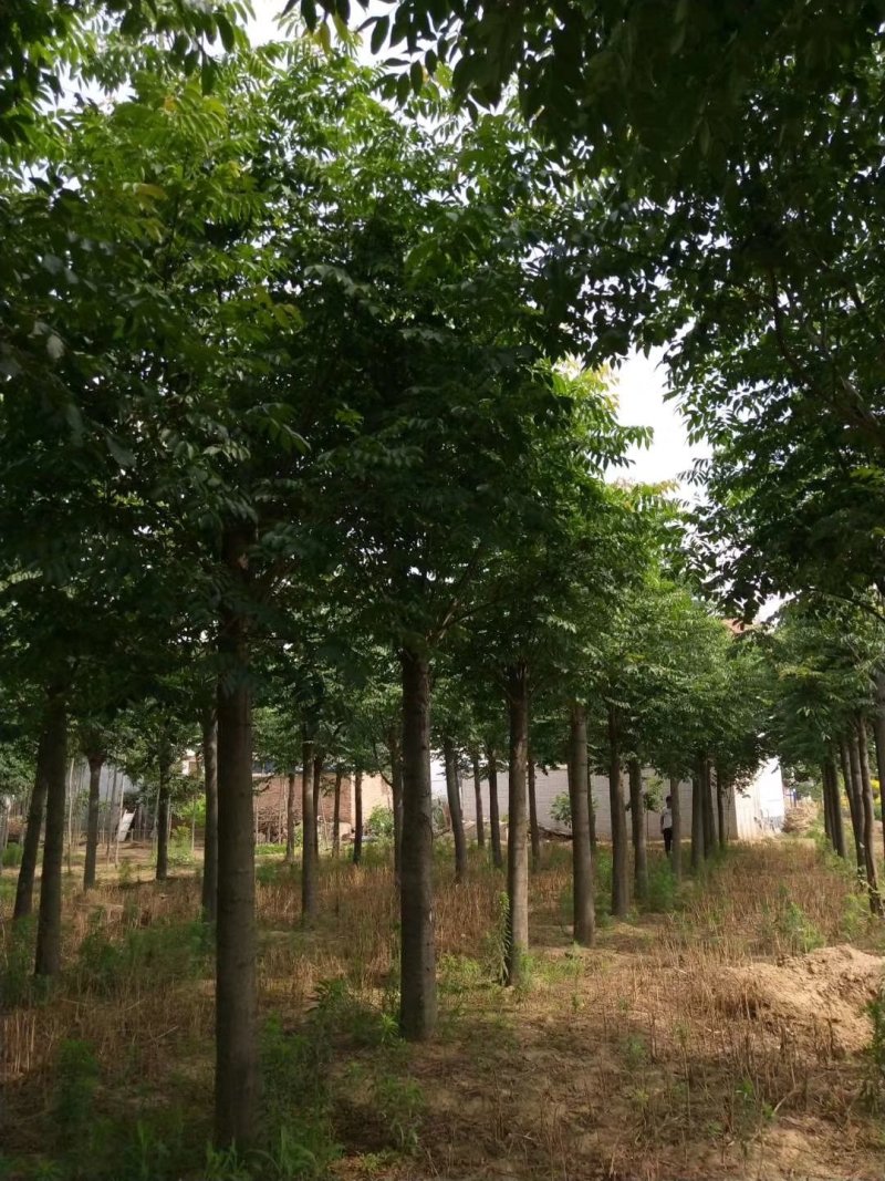 栾树