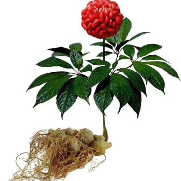 三七苗二年的三七苗