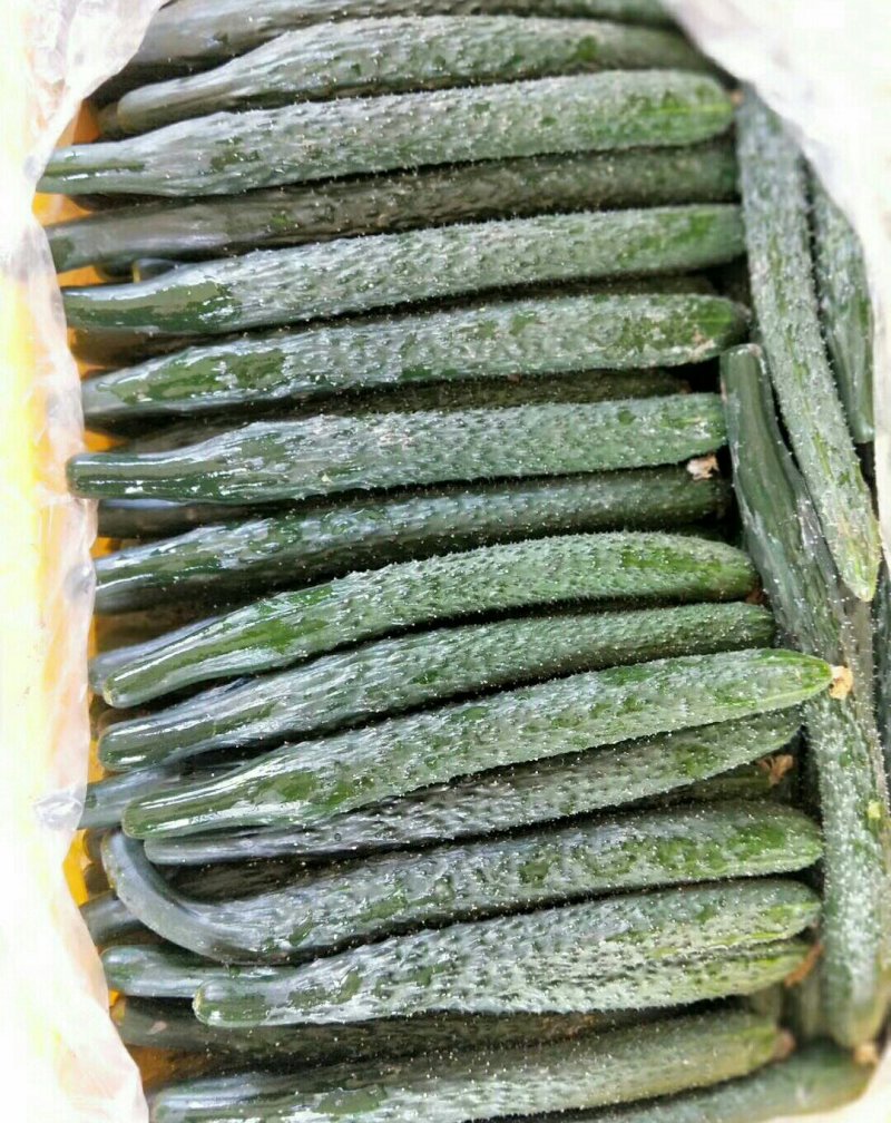 黄瓜