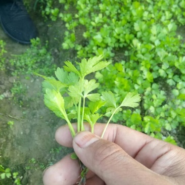 本合作社常年供应各种芹菜苗，质量有保证，发货快