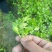 本合作社常年供应各种芹菜苗，质量有保证，发货快