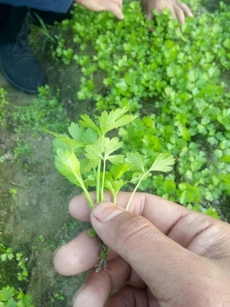 本合作社常年供应各种芹菜苗，质量有保证，发货快