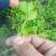 本合作社常年供应各种芹菜苗，质量有保证，发货快