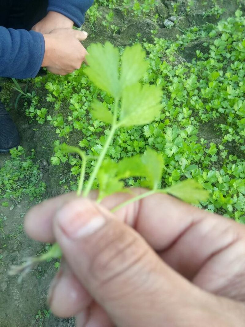 本合作社常年供应各种芹菜苗，质量有保证，发货快