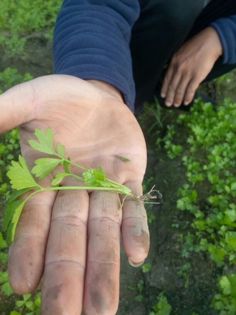 本合作社常年供应各种芹菜苗，质量有保证，发货快