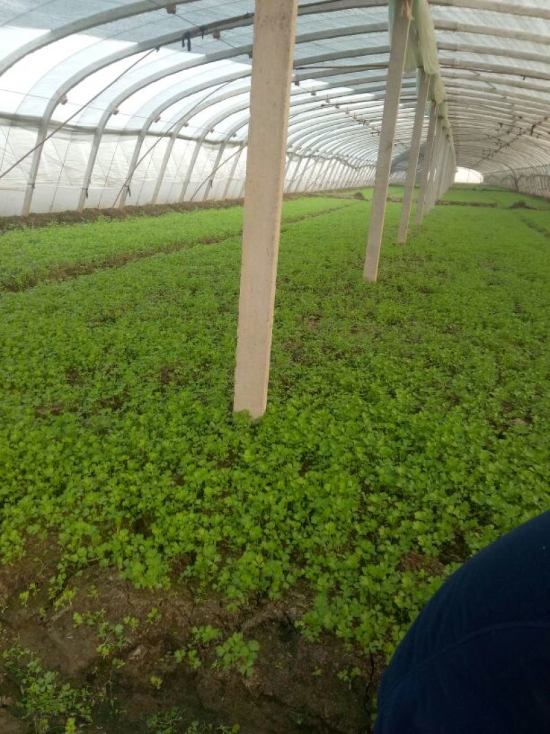 本合作社常年供应各种芹菜苗，质量有保证，发货快