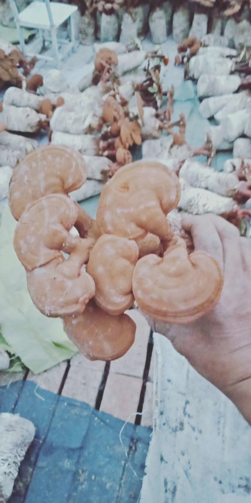 灵芝