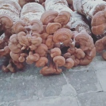 灵芝