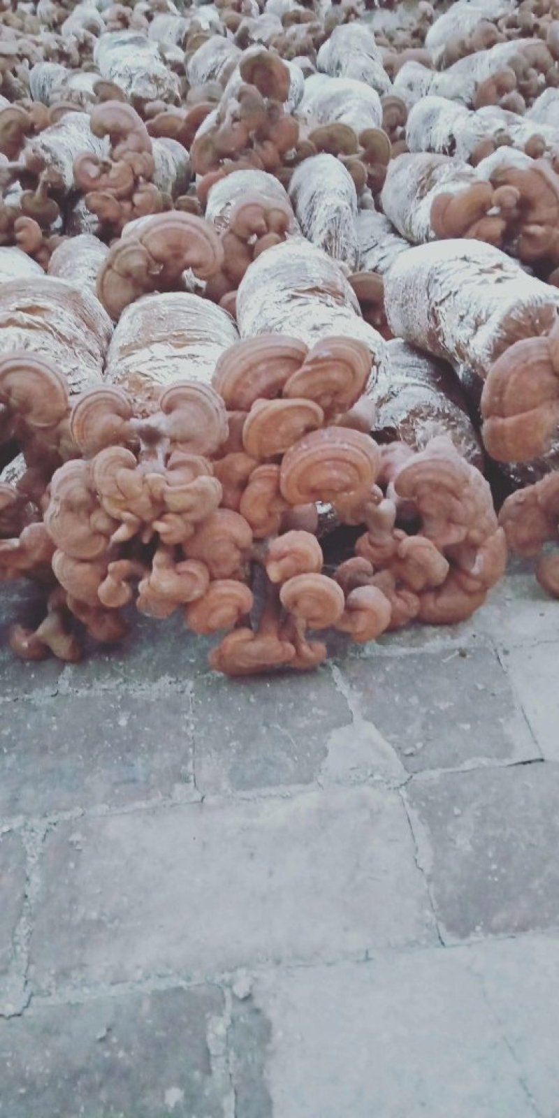 灵芝