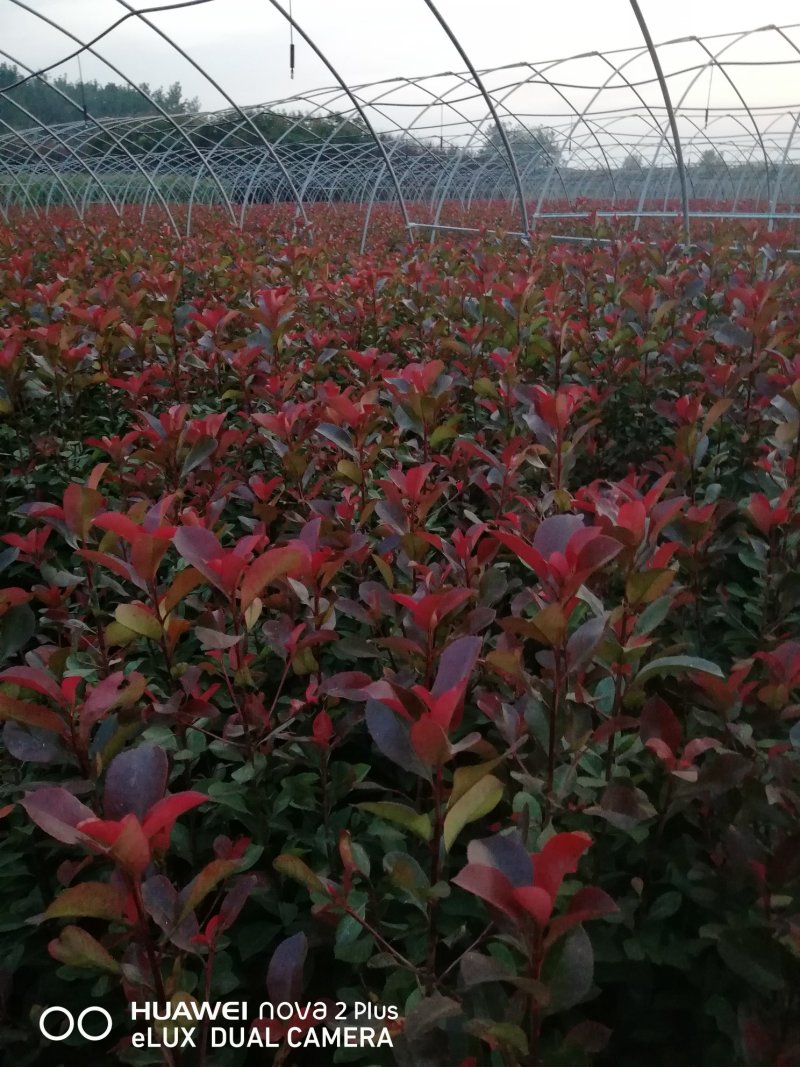 红叶石楠