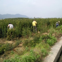 占地罗汉松苗
