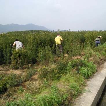 占地罗汉松苗