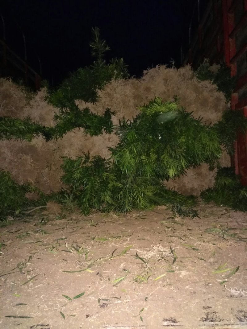 占地罗汉松苗