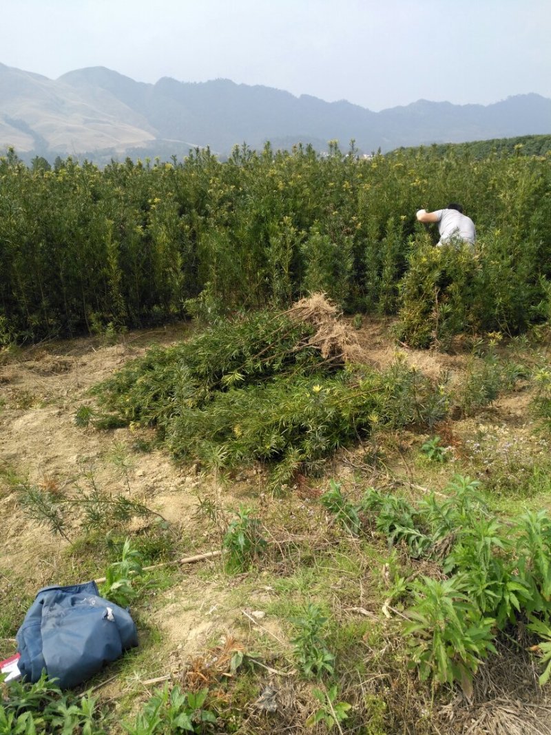 占地罗汉松苗
