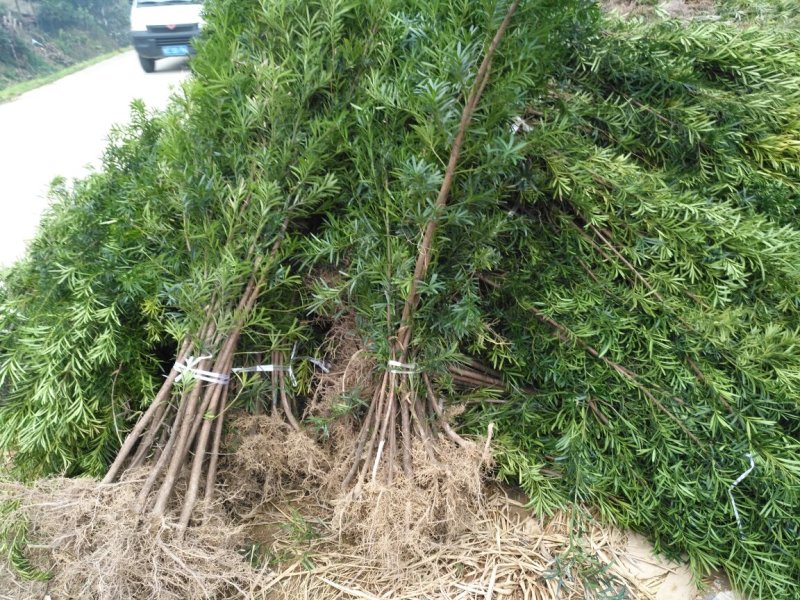 占地罗汉松苗
