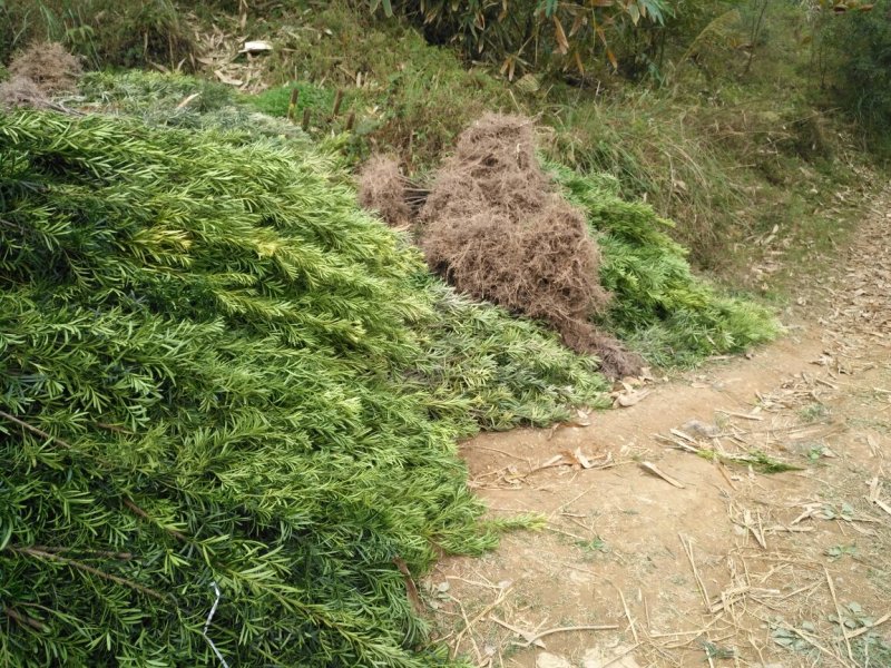 占地罗汉松苗