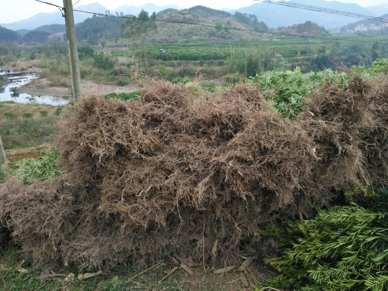 占地罗汉松苗