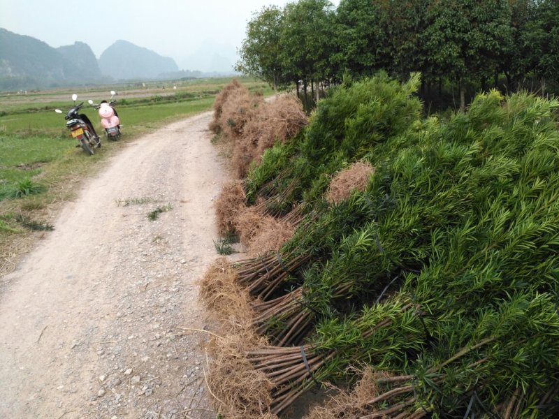 占地罗汉松苗