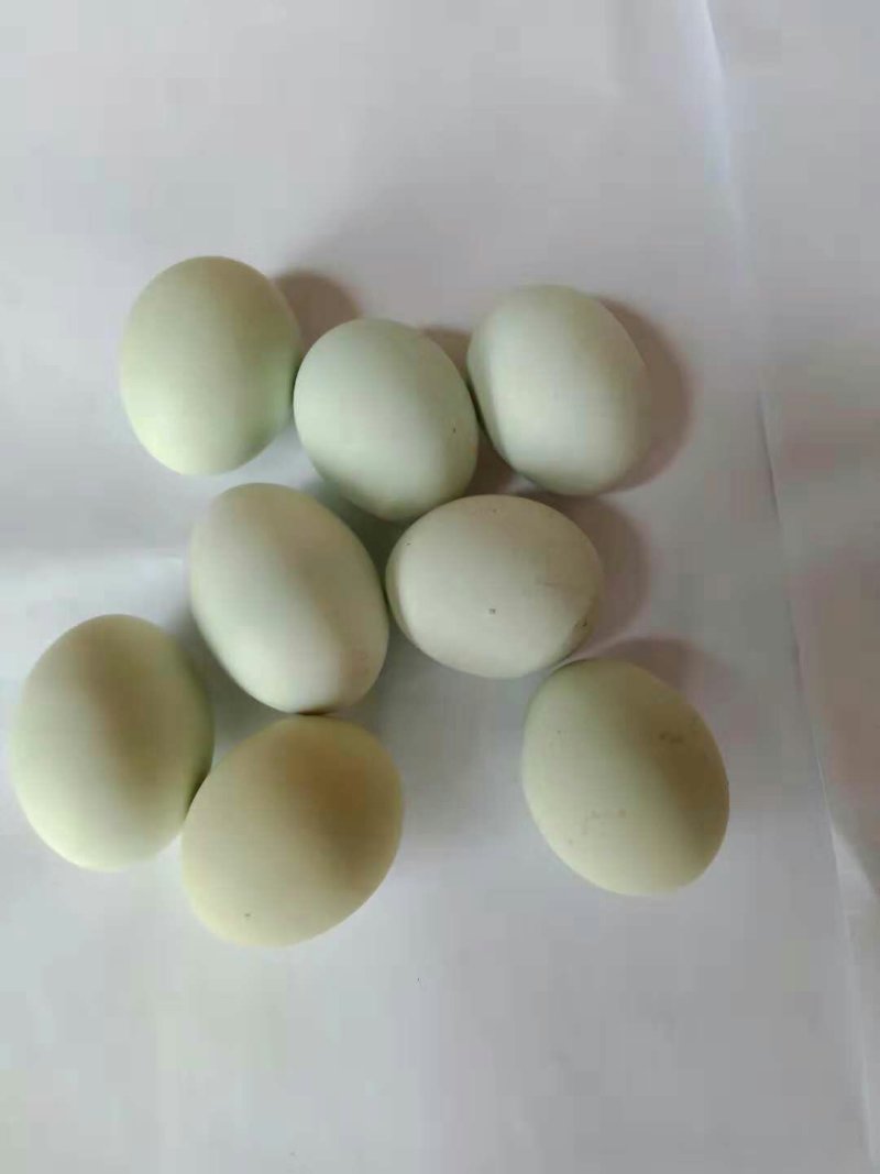 生态散养绿壳鸡蛋