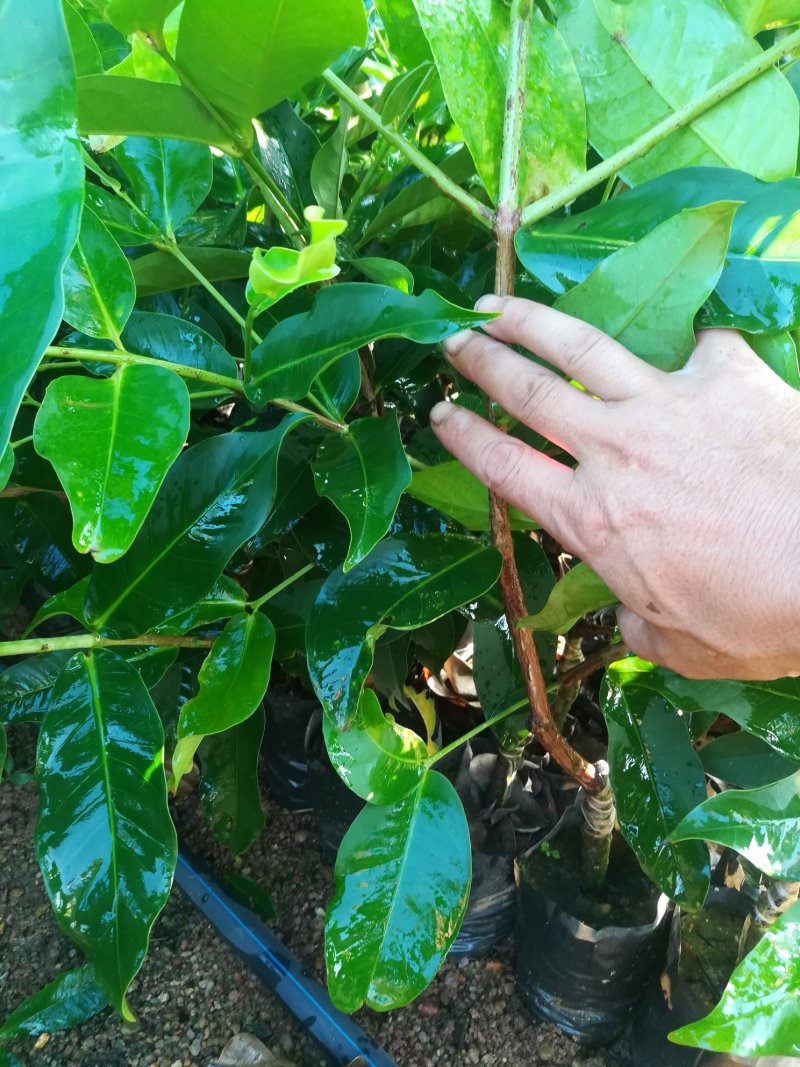台湾黑糖芭比莲雾苗（台农3号）大量供应