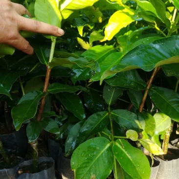 台湾黑糖芭比莲雾苗（台农3号）大量供应
