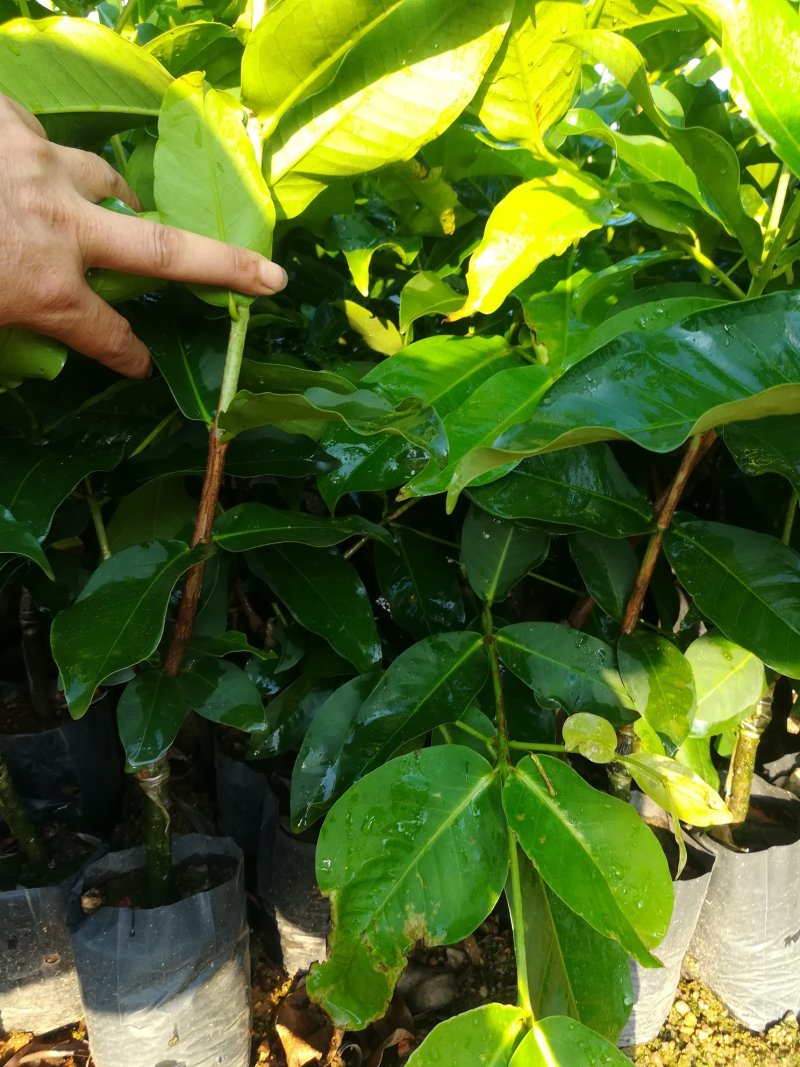 台湾黑糖芭比莲雾苗（台农3号）大量供应