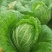 黄心白菜净菜3~5斤