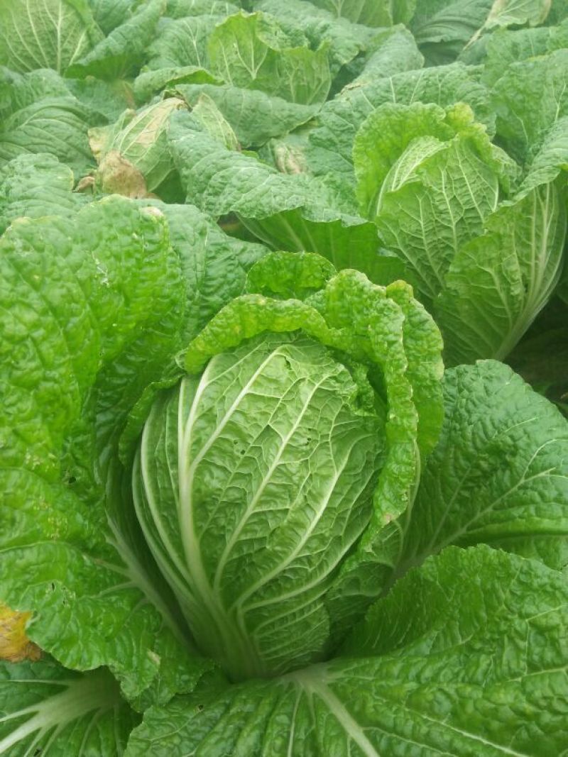 黄心白菜净菜3~5斤