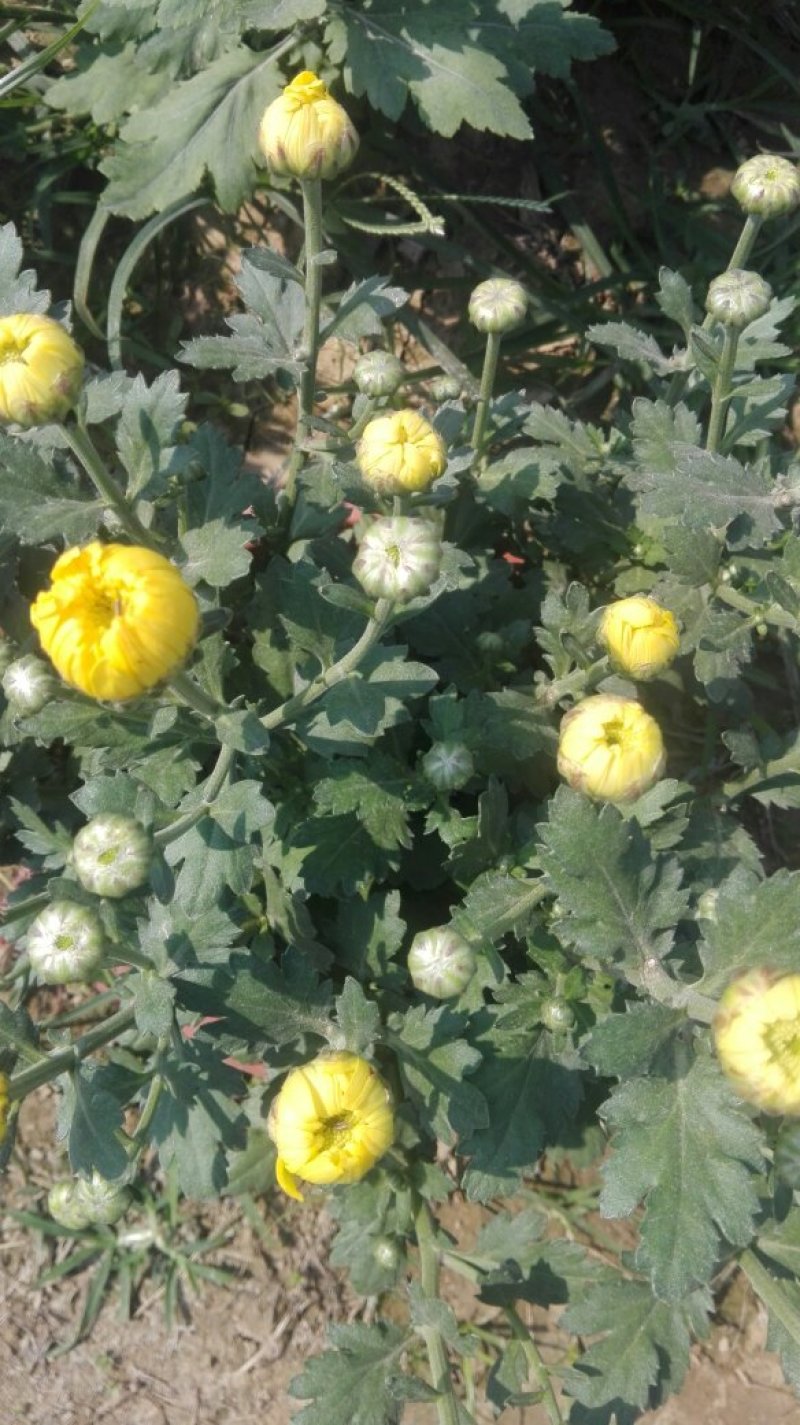 菊花