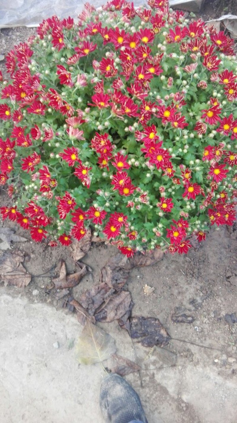 菊花