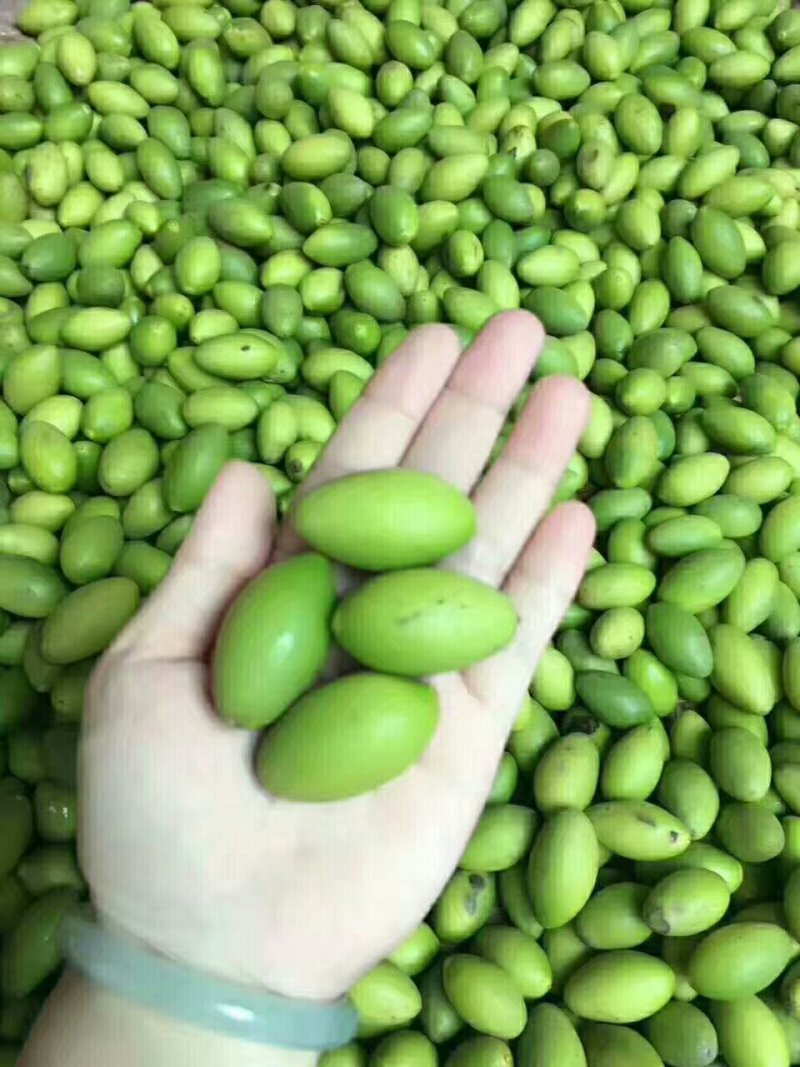 南姜橄榄