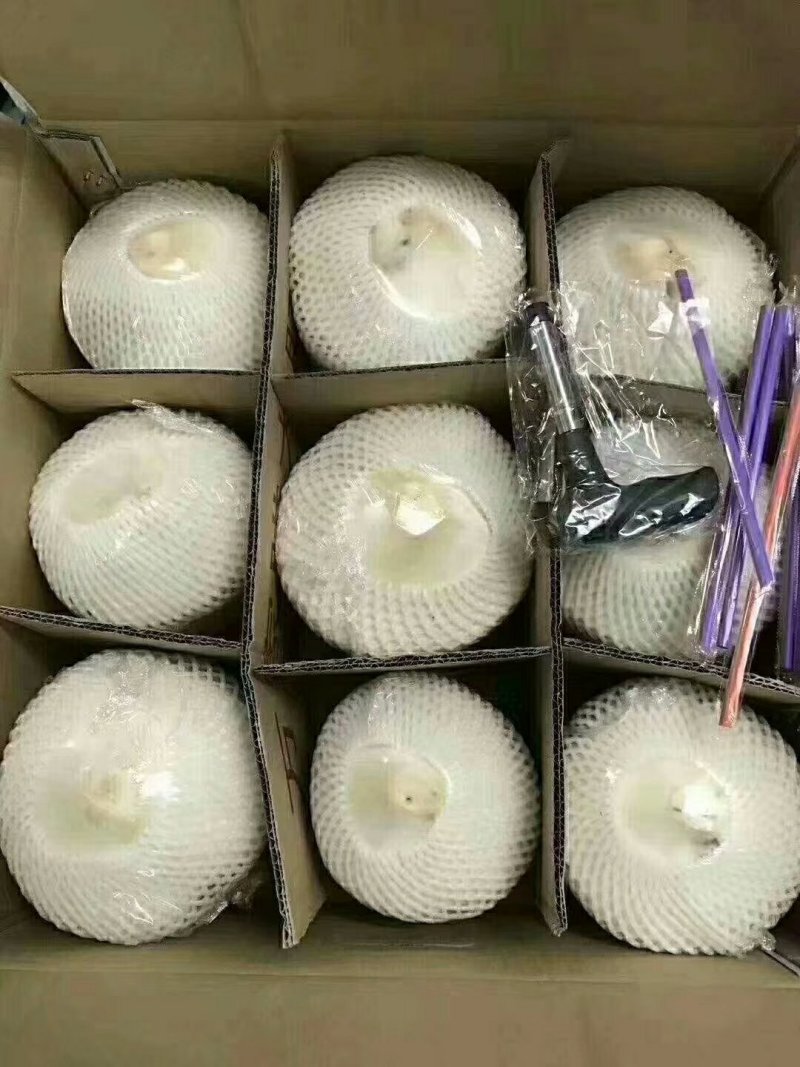 海南椰子