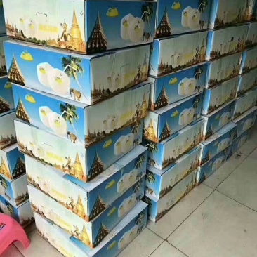 海南椰子