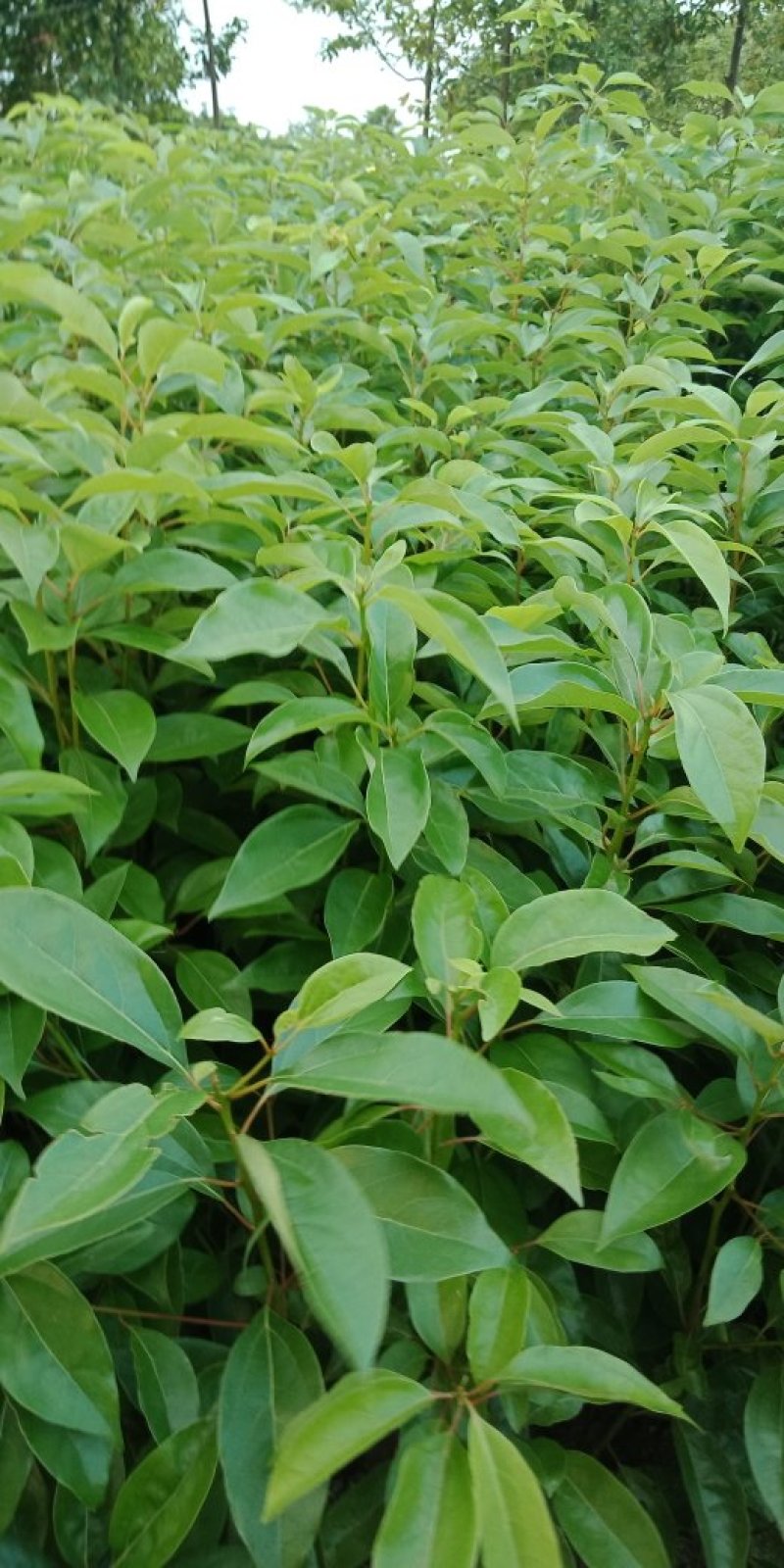 各种规格营养杯苗。香樟苗