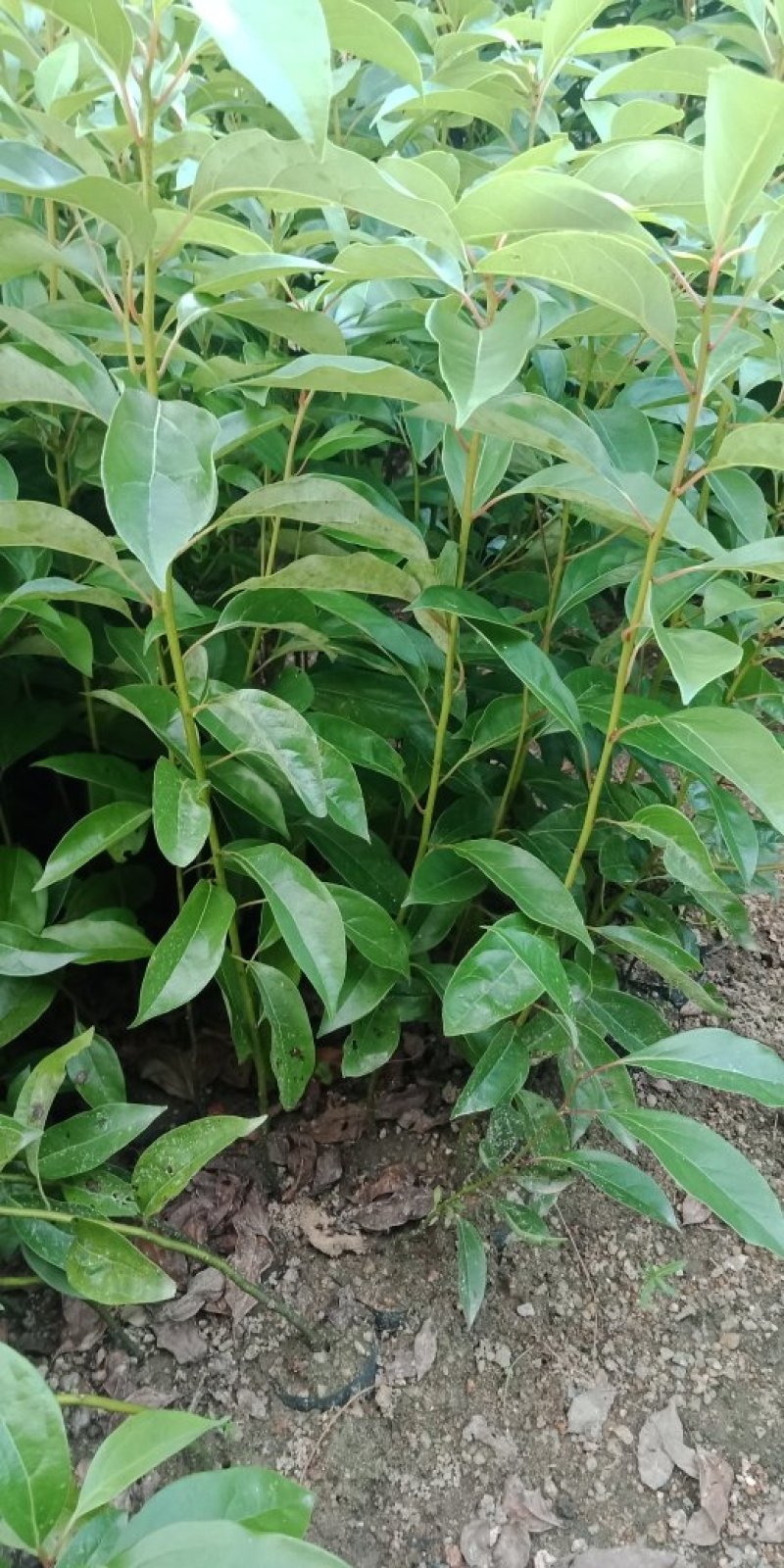 各种规格营养杯苗。香樟苗