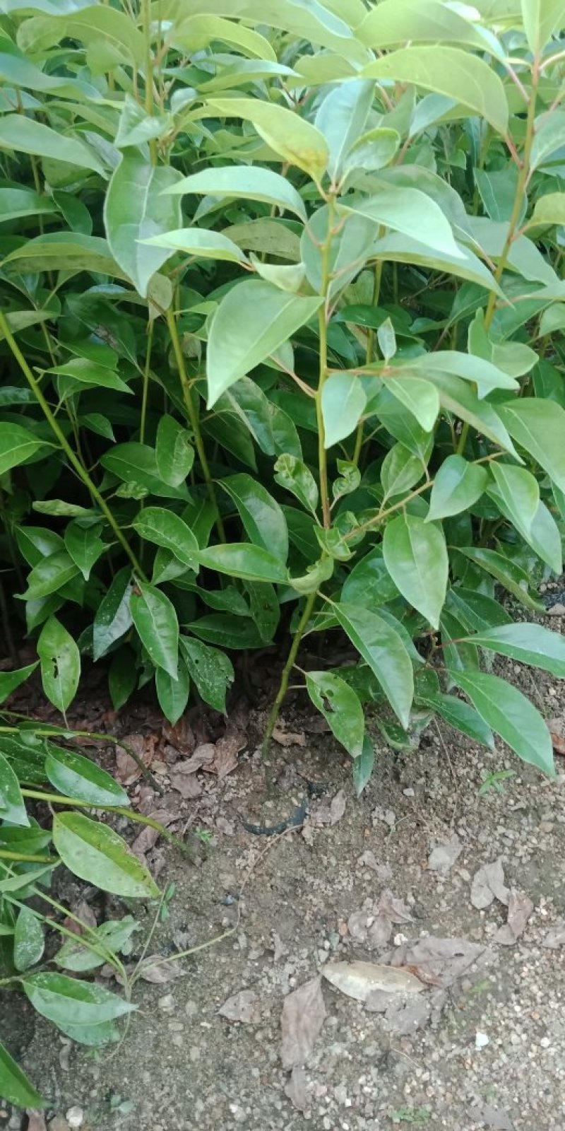各种规格营养杯苗。香樟苗
