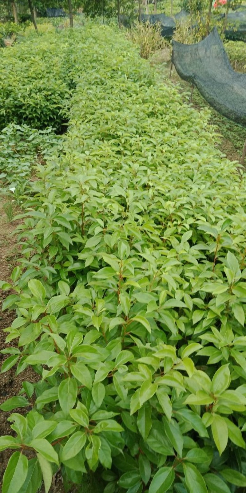 各种规格营养杯苗。香樟苗