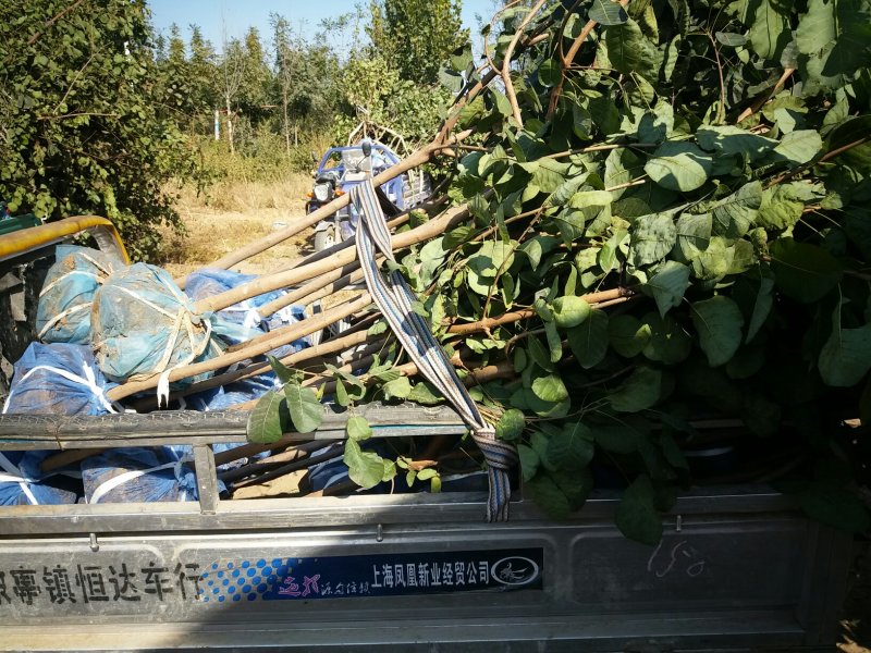 黄栌种植基地河北省保定市供应各种规格