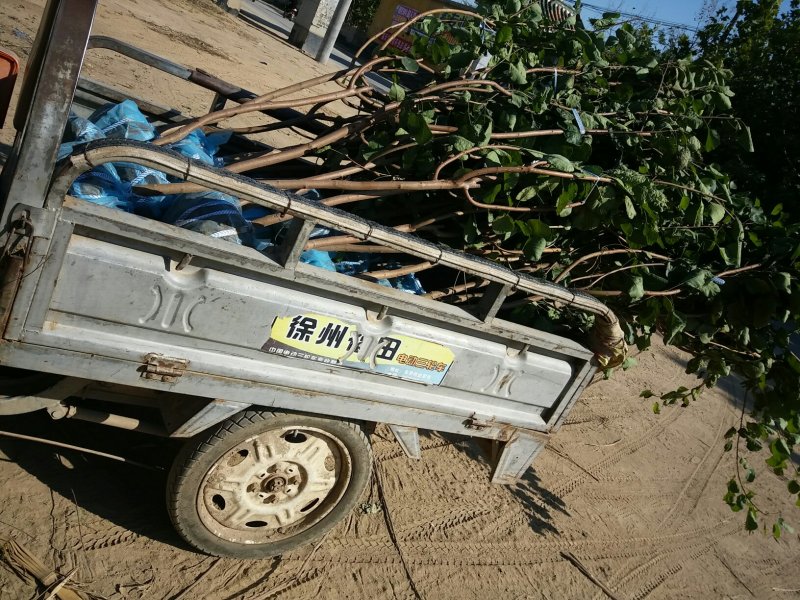 黄栌种植基地河北省保定市供应各种规格
