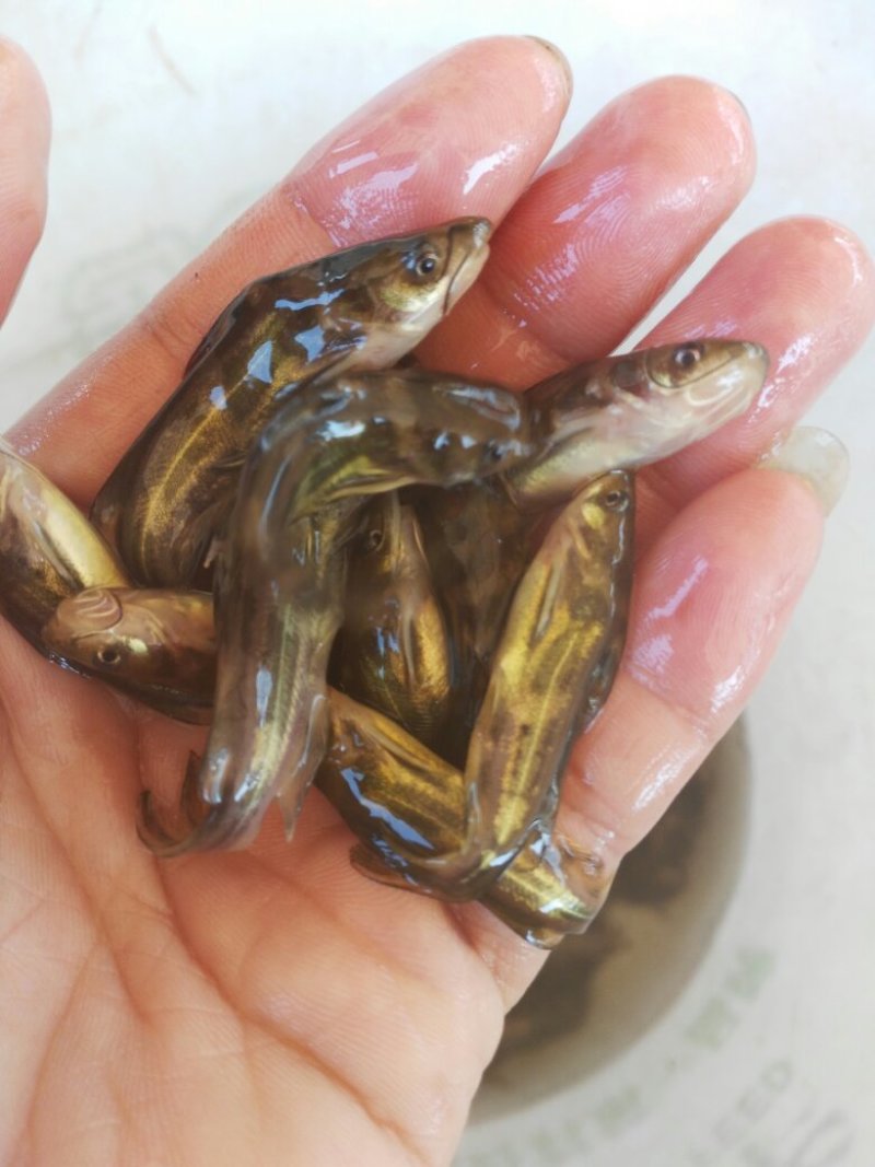黄颡鱼苗，黄骨鱼苗，黄辣丁鱼苗，大量现货出售，规格齐全